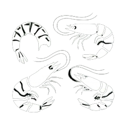Other shrimps category icon